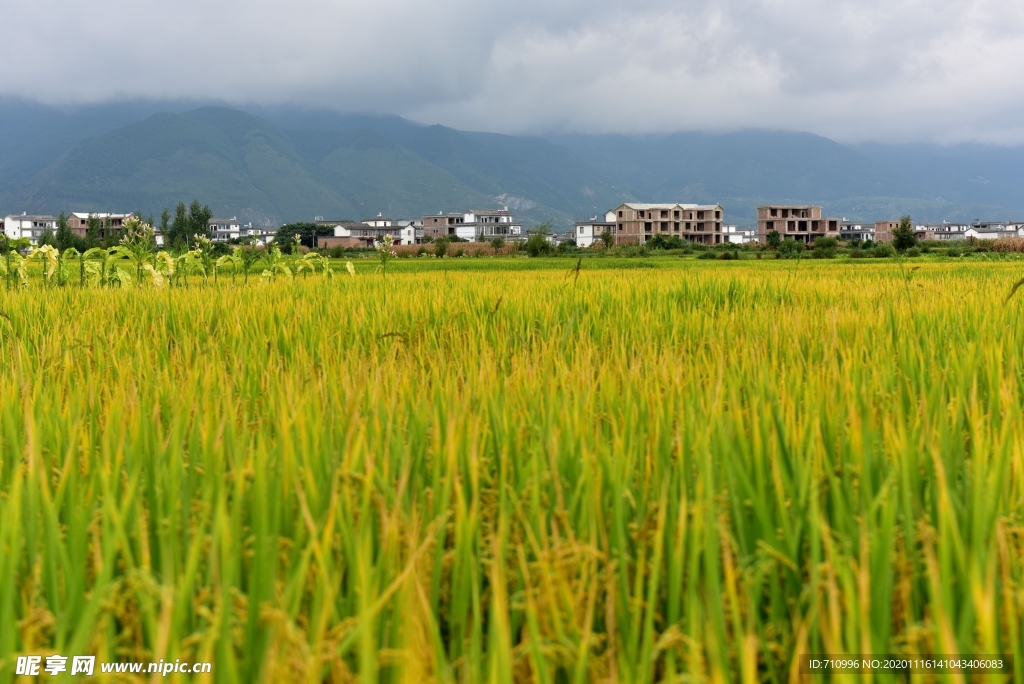 金灿灿的稻田