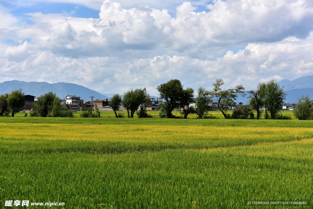 金灿灿的稻田
