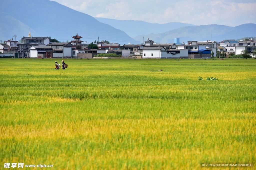金灿灿的稻田