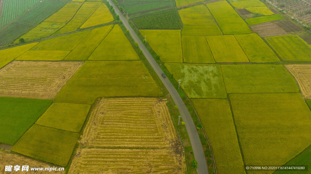 金灿灿的稻田