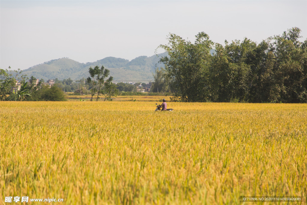 金灿灿的稻田
