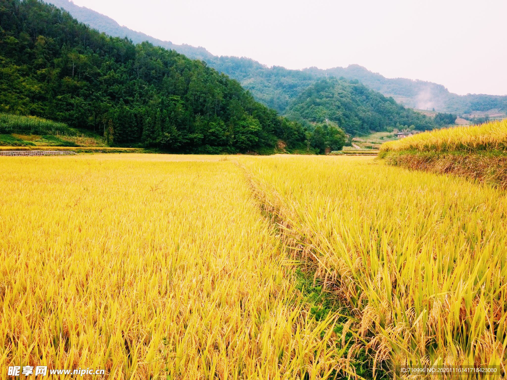 金灿灿的稻田