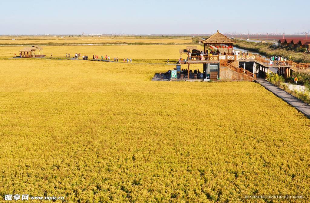 景区金黄色的稻田