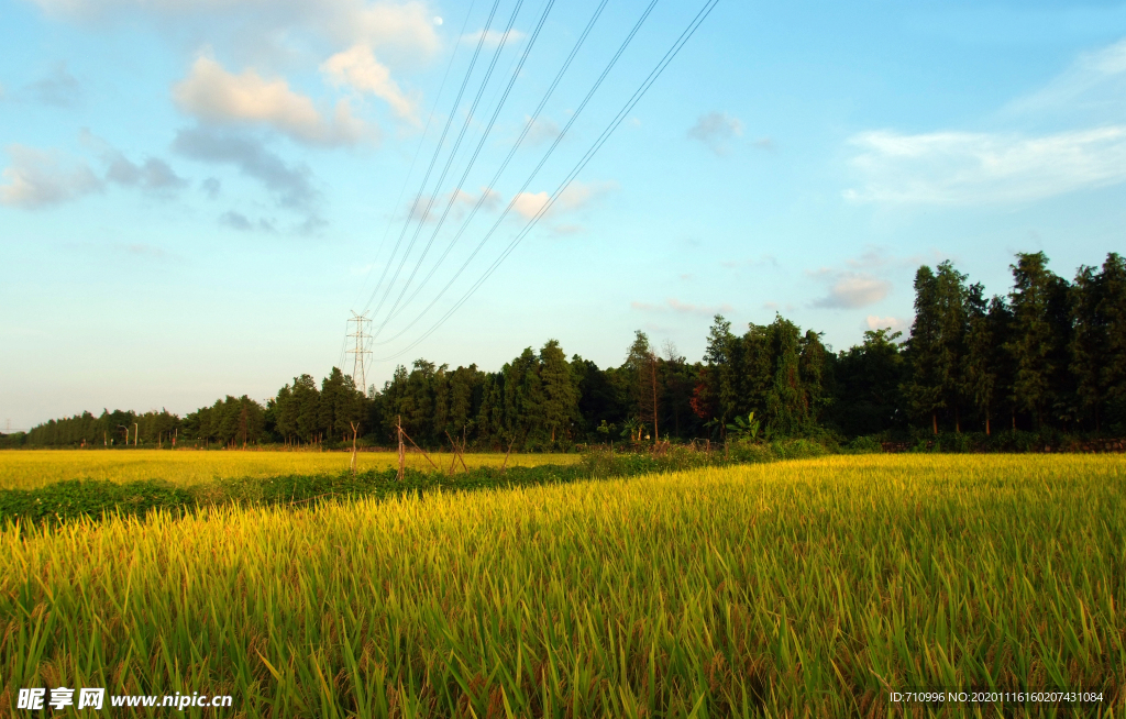 稻田风景