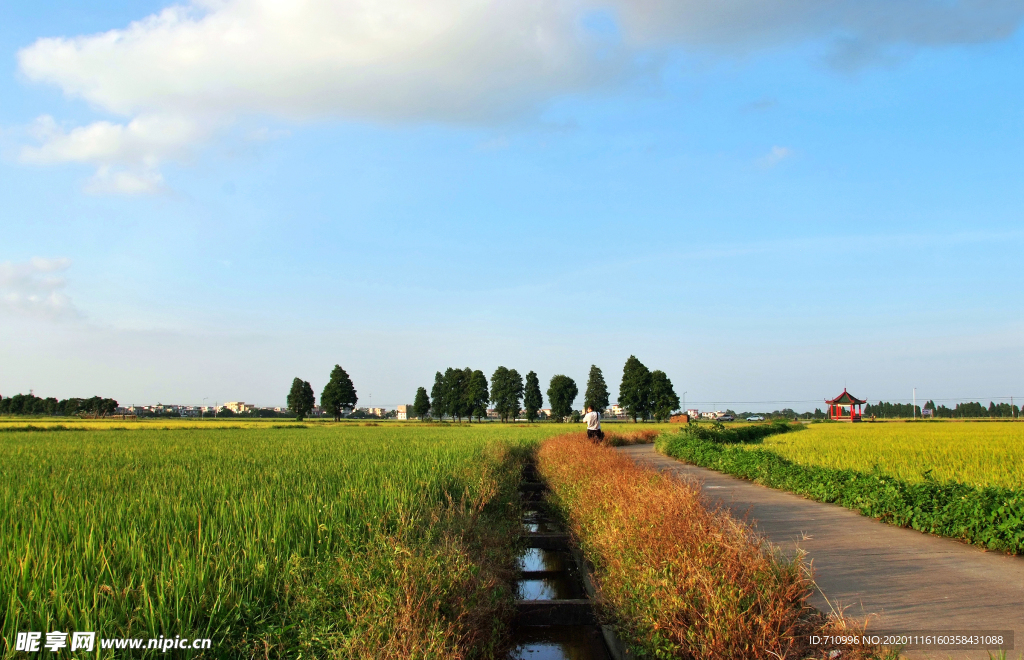 稻田风景