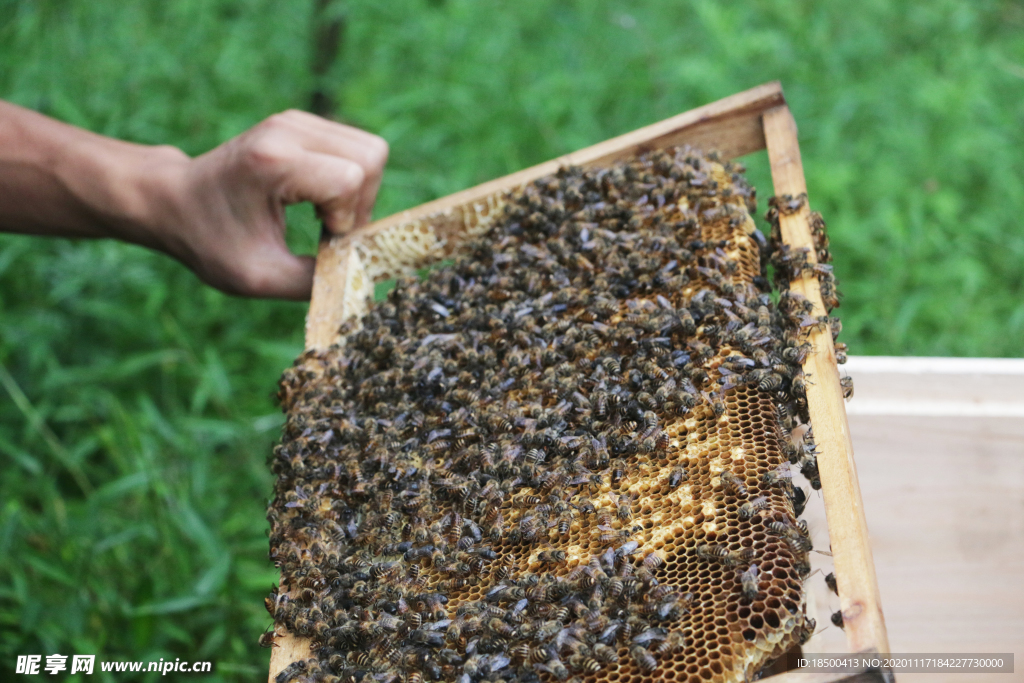 养蜂蜂脾