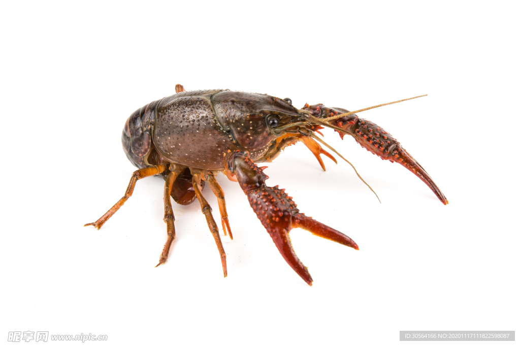 小龙虾食材背景海报素材