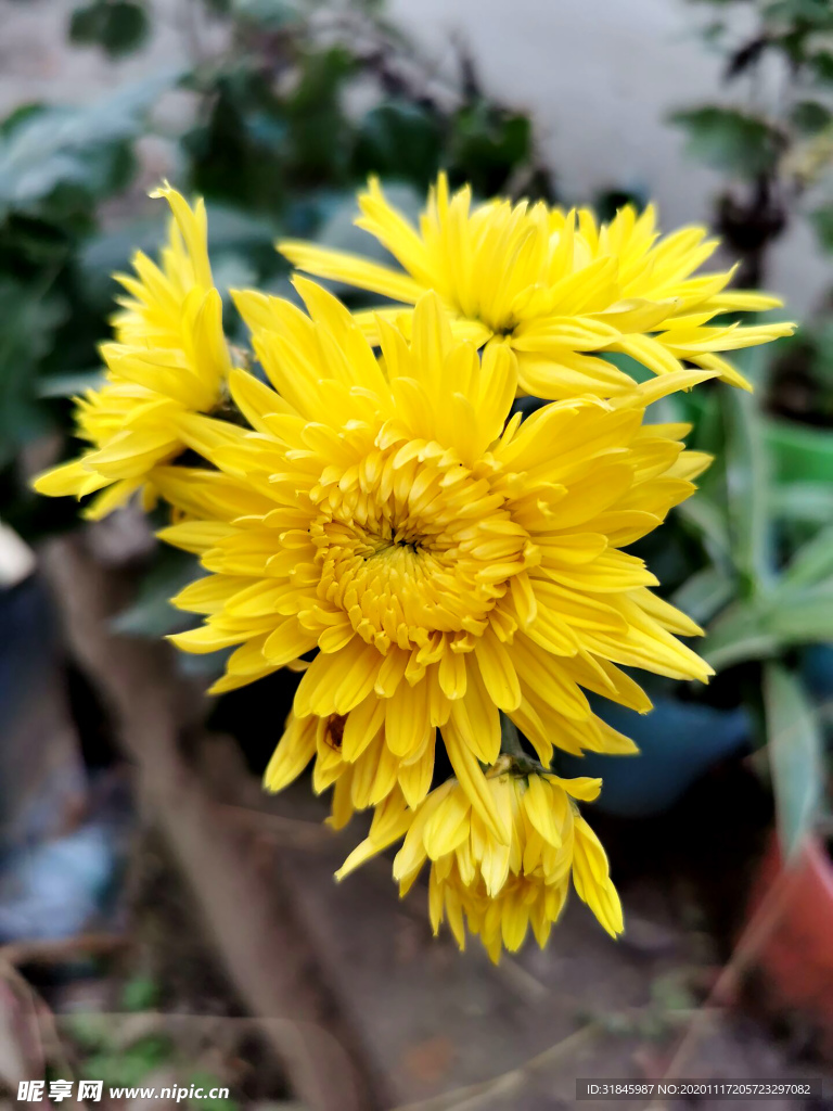 金丝皇菊