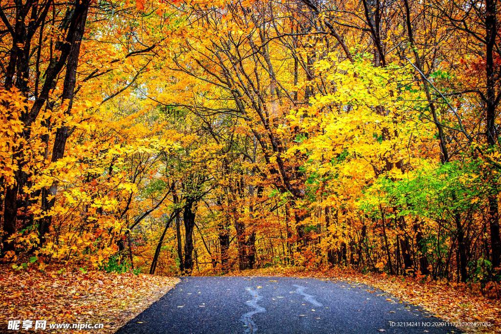 野外公路枫树林