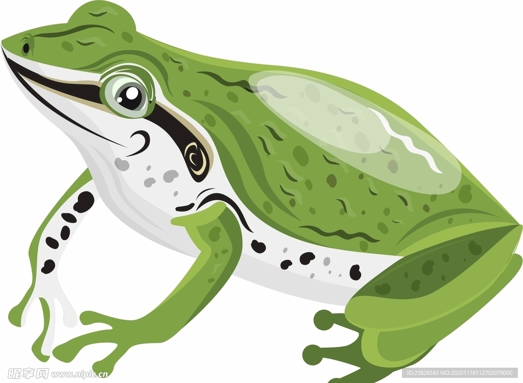 青蛙 矢量