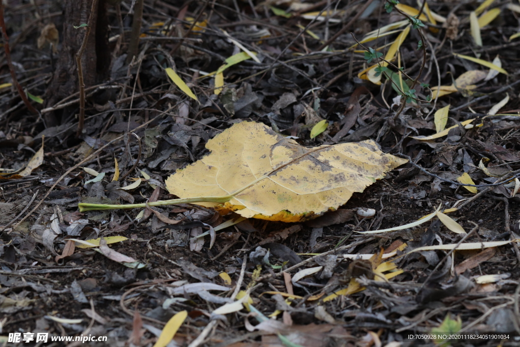 枯黄的树叶