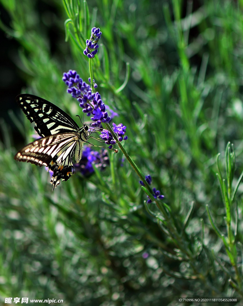 薰衣草与蝴蝶