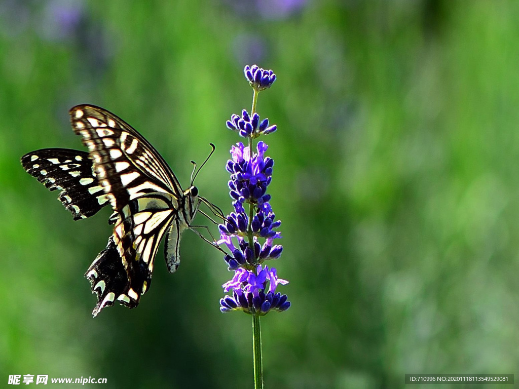 薰衣草与蝴蝶