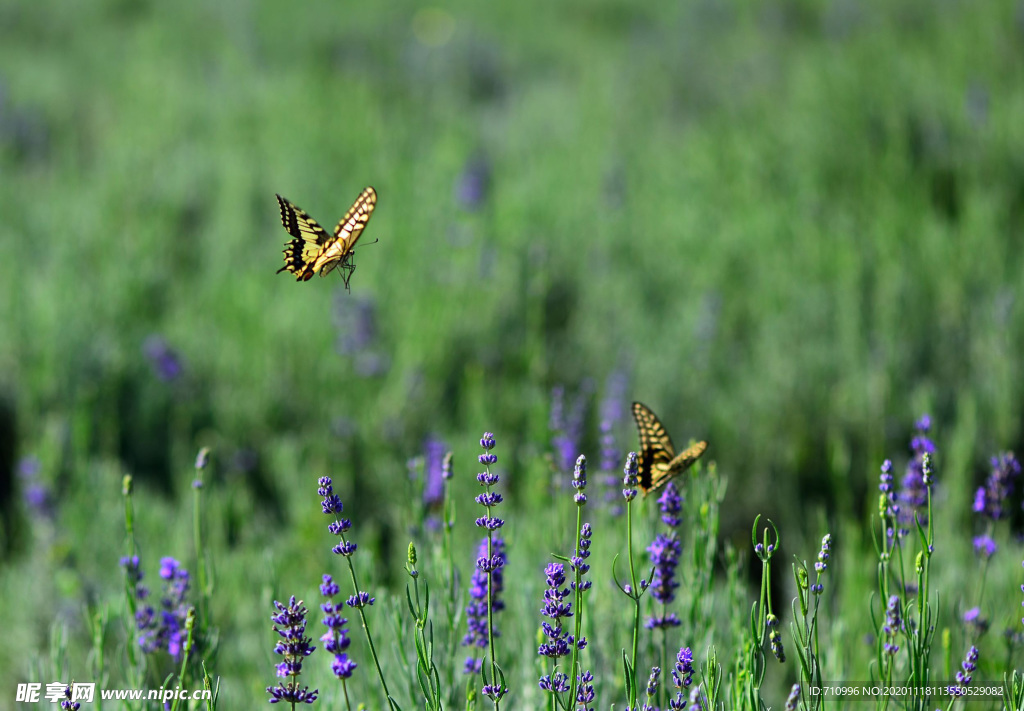 薰衣草与蝴蝶