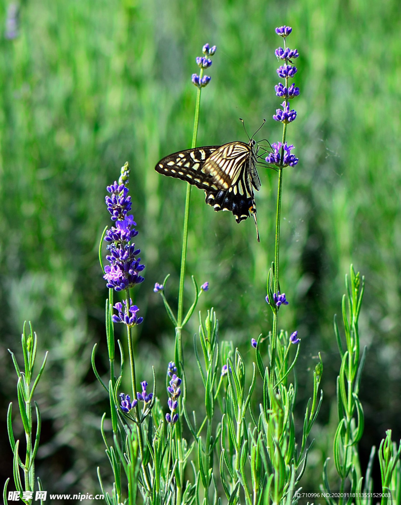 薰衣草与蝴蝶