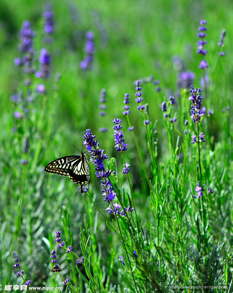 薰衣草与蝴蝶