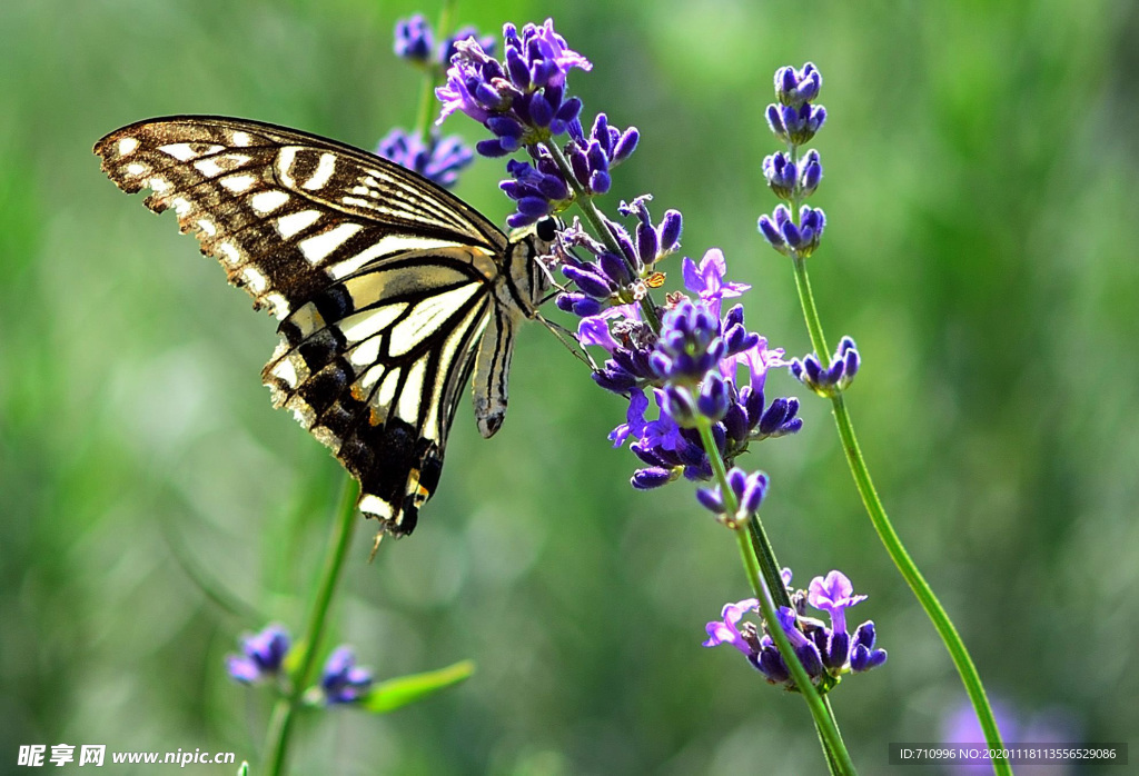 薰衣草与蝴蝶