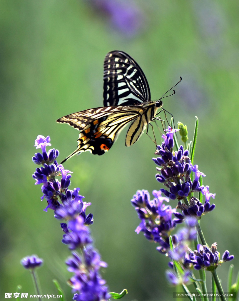 薰衣草与蝴蝶