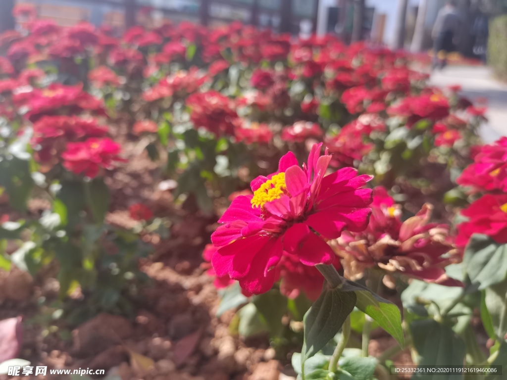 红色小菊花图片