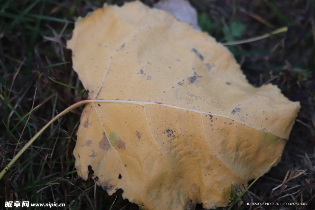 枯黄的叶子