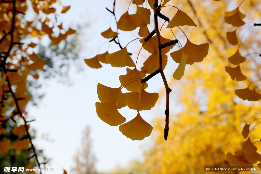 银杏树叶