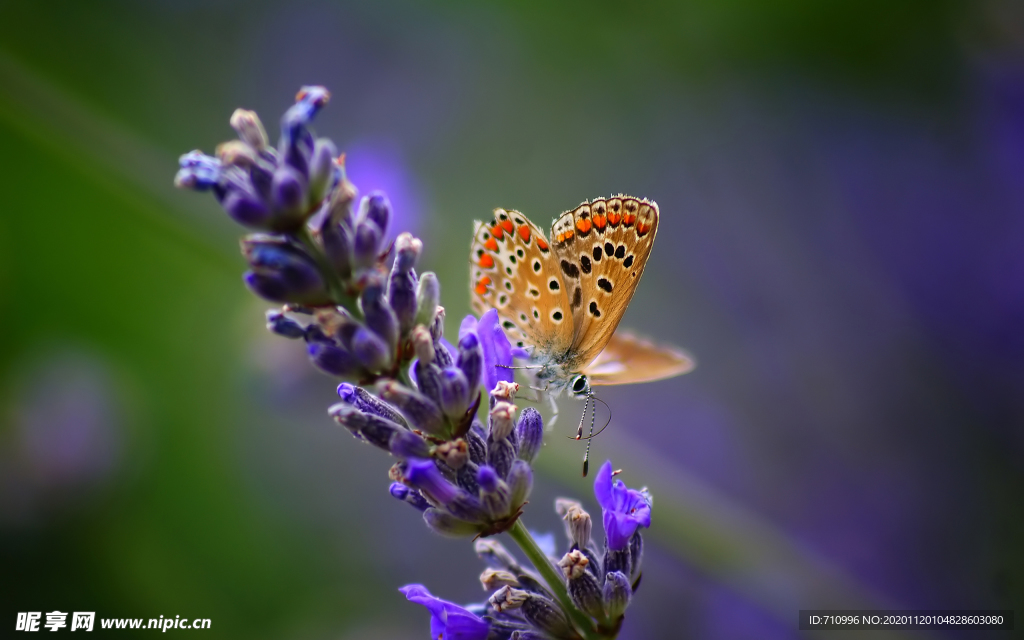 蝴蝶薰衣草