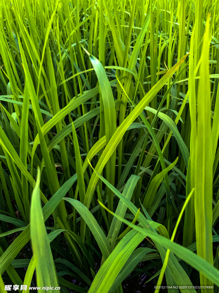 稻谷叶子高清拍摄图