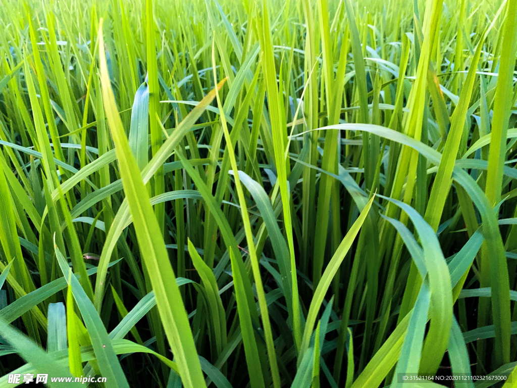 稻谷叶子拍摄图