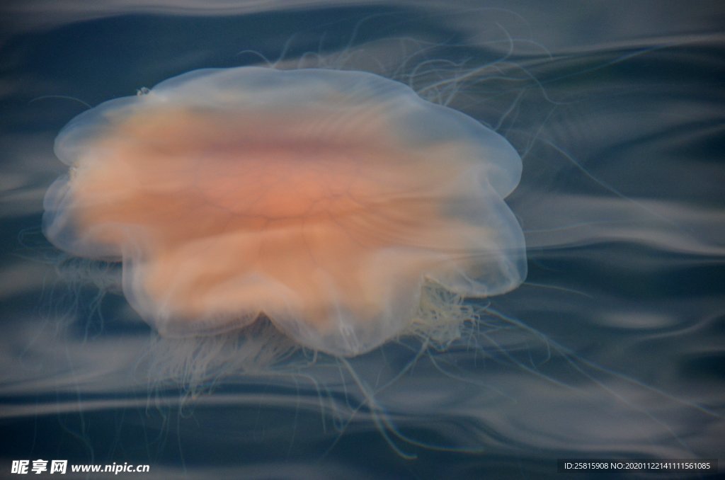 水母