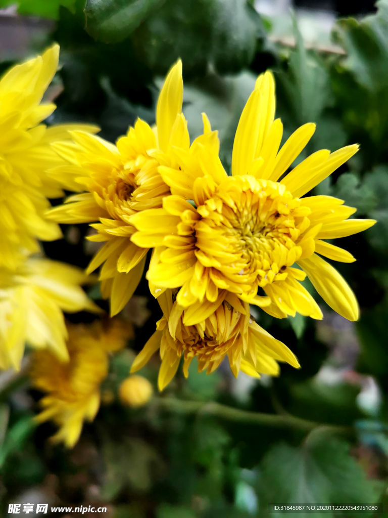 金丝皇菊