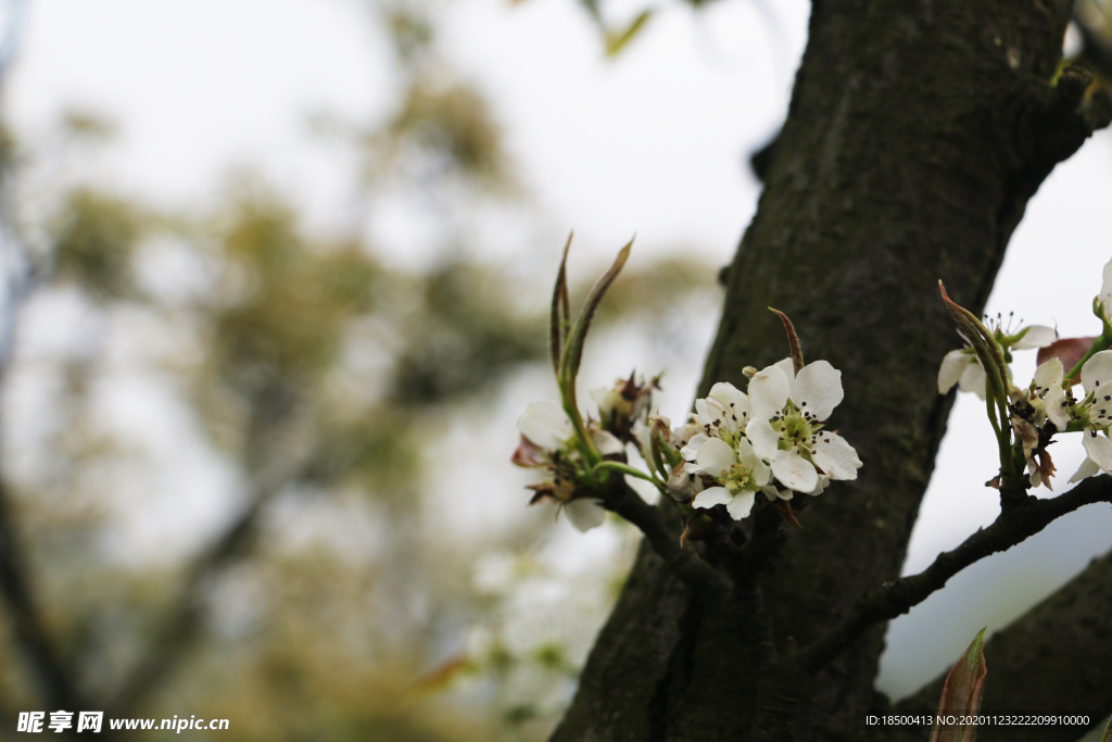 梨花 春天