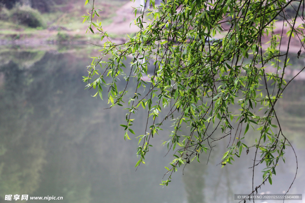 柳树 水流