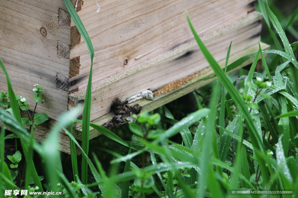 蜜蜂 蜂箱