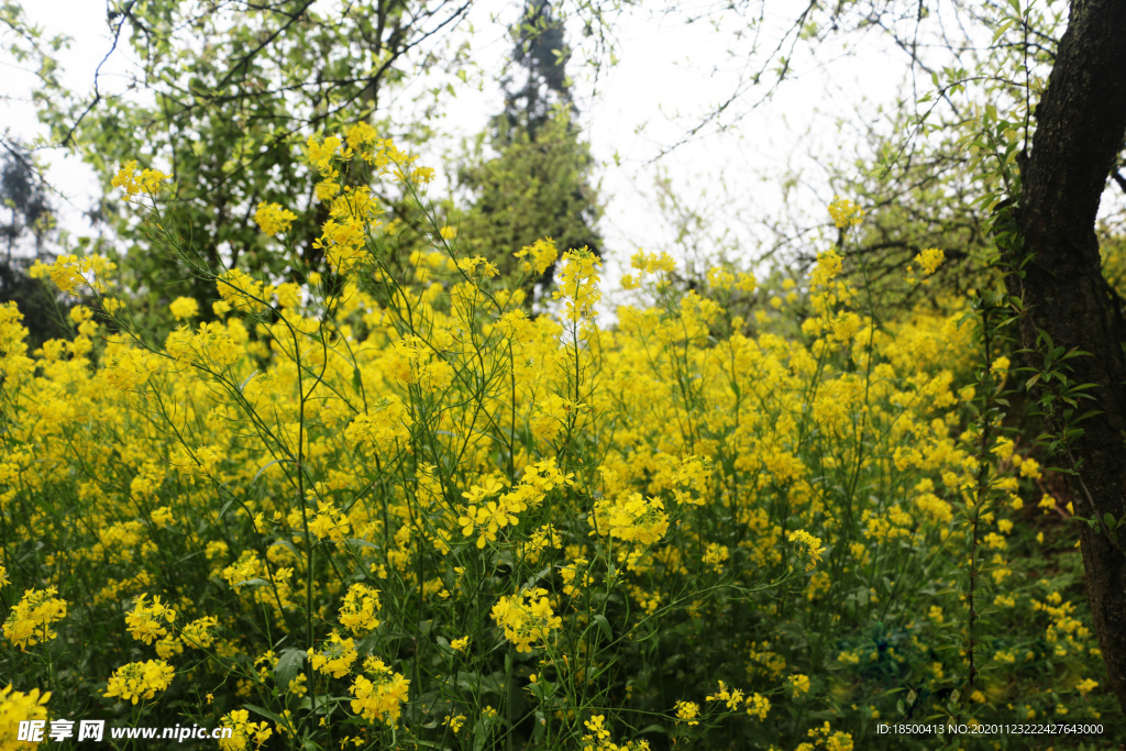 油菜花地
