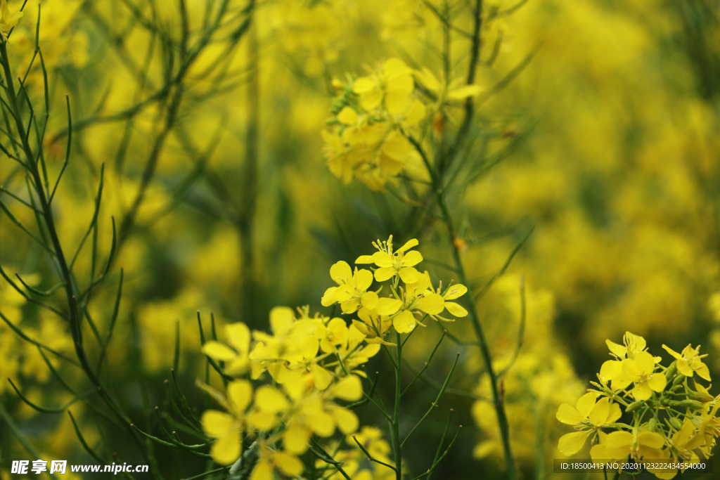 油菜花 春天