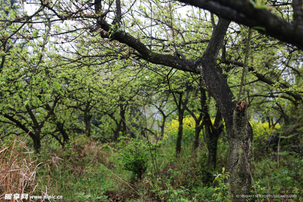 树木果园