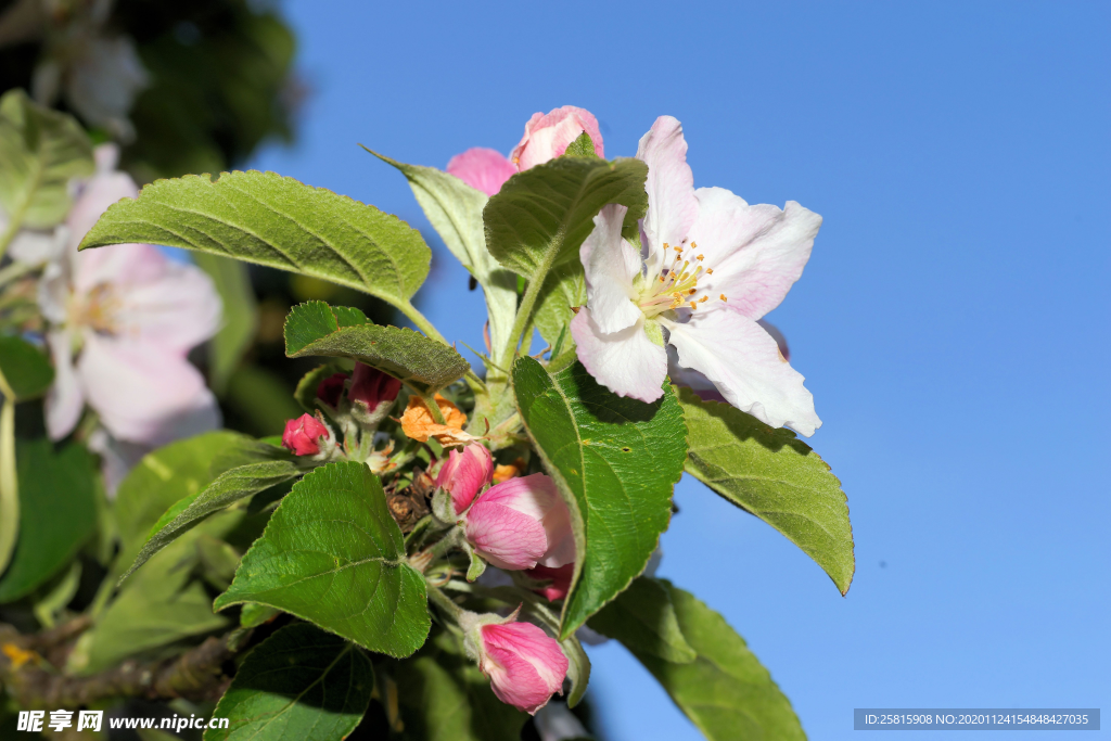 苹果花