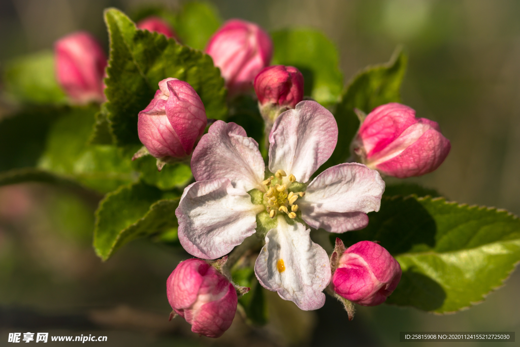 苹果花