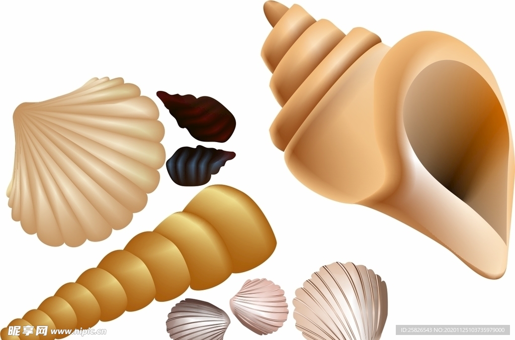 贝壳 矢量