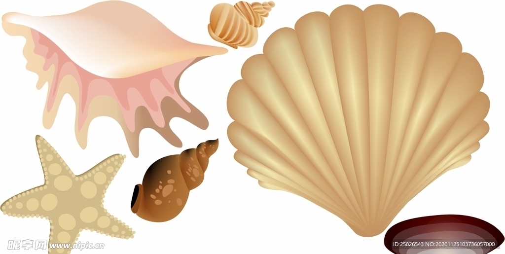 矢量 贝壳