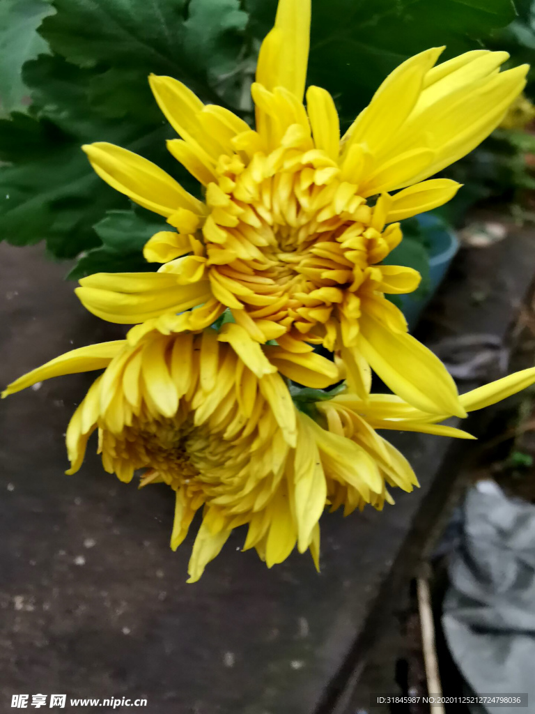 菊花 菊花展 菊花摄影 菊花图