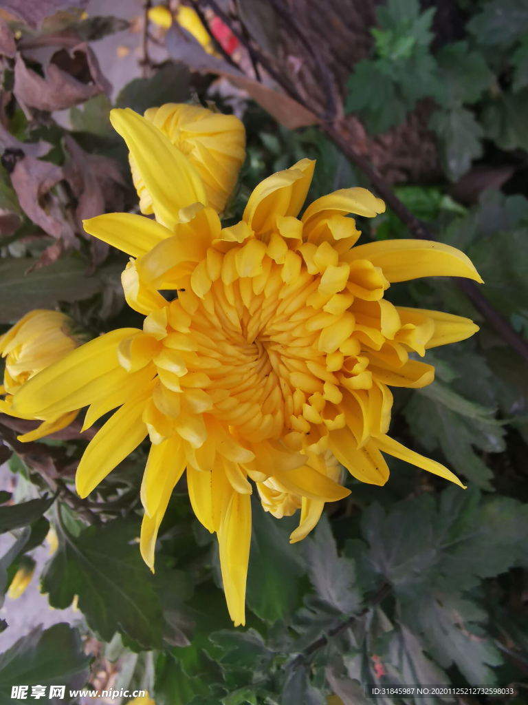 菊花 菊花展 菊花摄影 菊花图