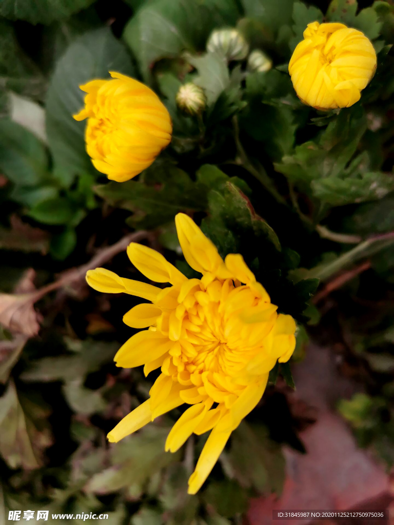菊花 菊花展 菊花摄影 菊花图