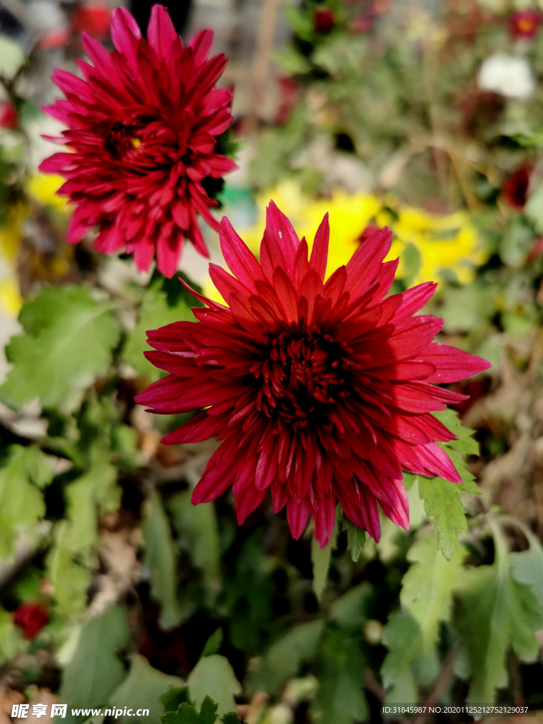 菊花 菊花展 园林风景 园林美