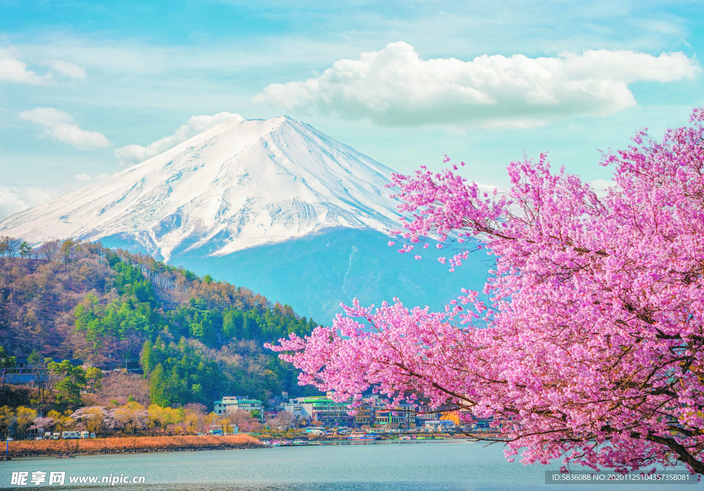 富士山下的湖水樱花装饰背景画