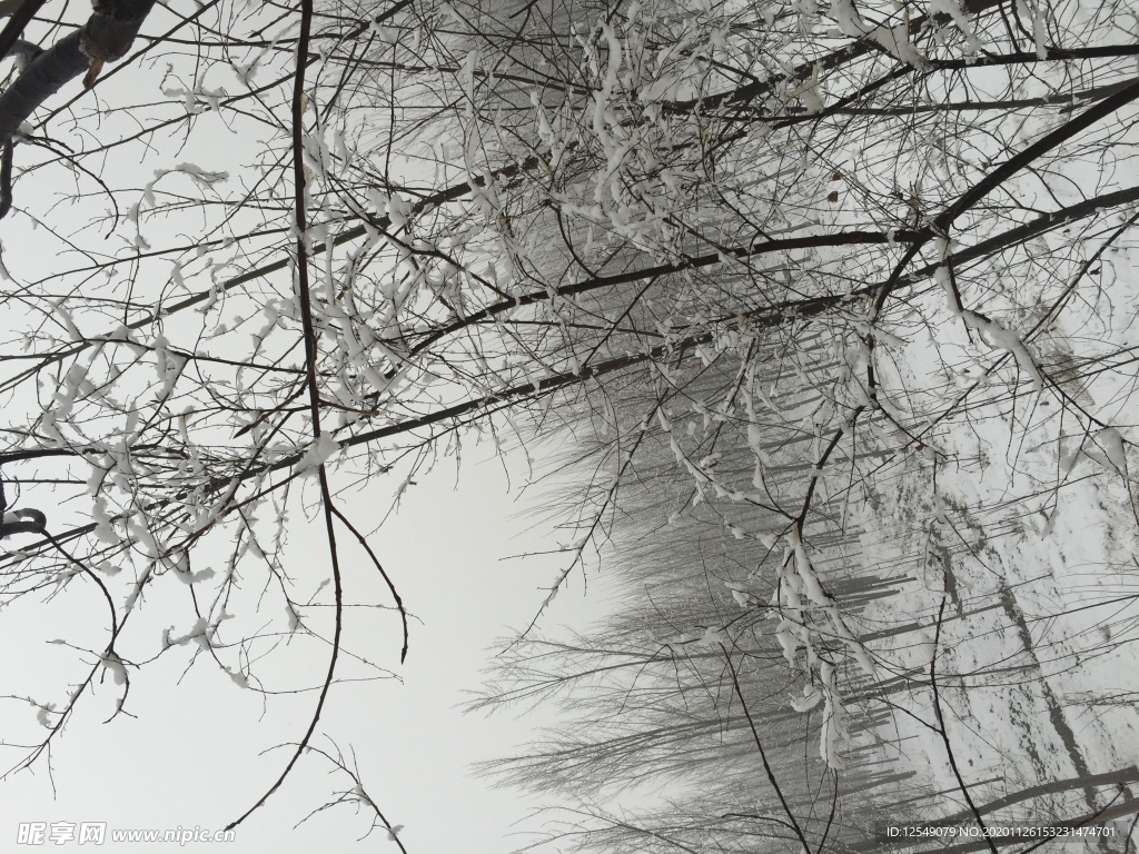 雪景 白雪 北方雪 雪地 枝头
