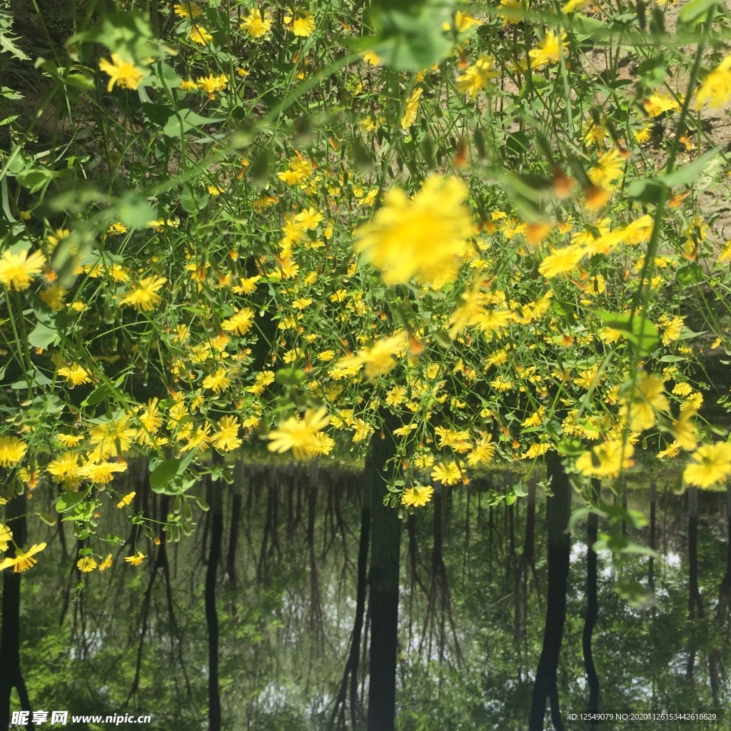 太阳花 蒲公英花