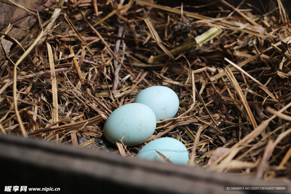 绿壳鸡蛋