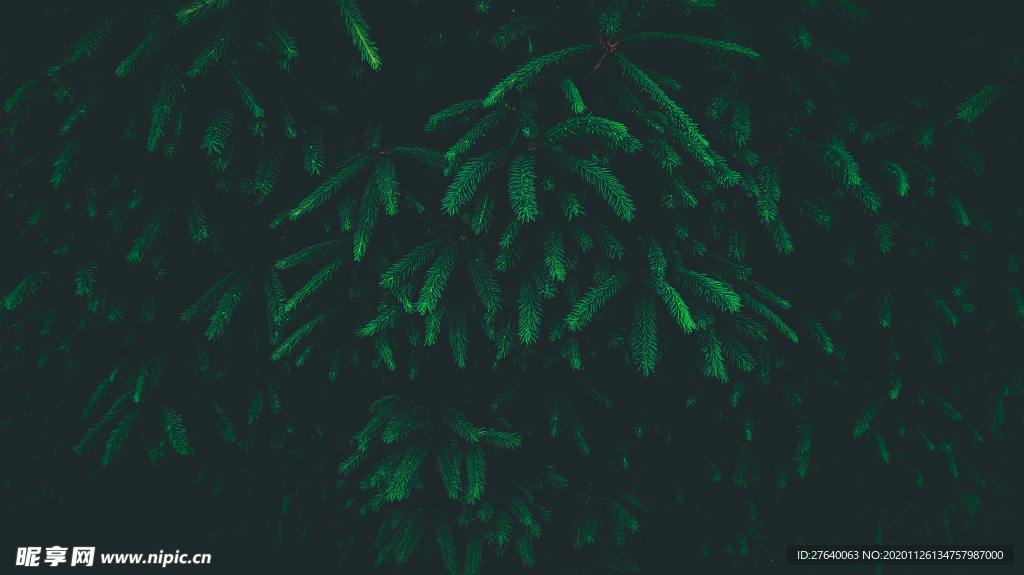 圣诞树 装饰 场景图片