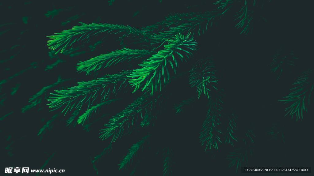 圣诞树 装饰 场景图片